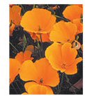 California Poppy