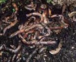 Canadian Nightcrawlers 120 count Canadian Nightcrawlers 120 count