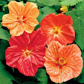 Free Delivery Flowers on Free Shipping On Seeds And Seed Mixes At Carolina Pet Supply