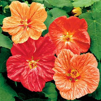 abutilon.jpg