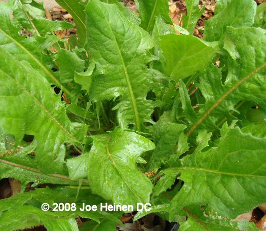 chicory