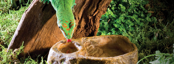 Gecko Dish Gecko Dish