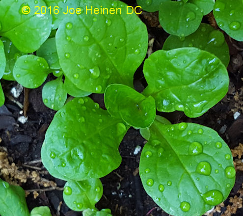 Mache (lambs lettuce) 200 seeds FREE shipping! USA only - Click Image to Close