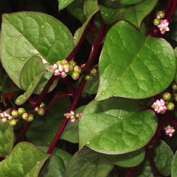 Malabar Spinach (Basella Rubra) 25 seeds - Click Image to Close