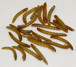 Mealworms 1000 ct Mealworms 1000 ct