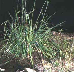 Orchard Grass seeds 1/2 pound Orchard Grass seeds 1/2 pound