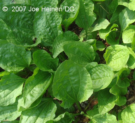 Plantain Plantago major (Giant Variety) 100 seeds Free Shipping! - Click Image to Close