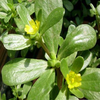 purslane