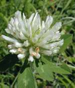 white clover