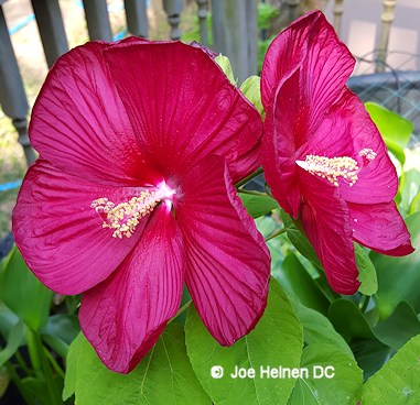 luna hibiscus