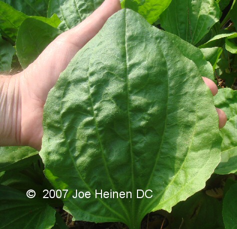 large plantain leaf
