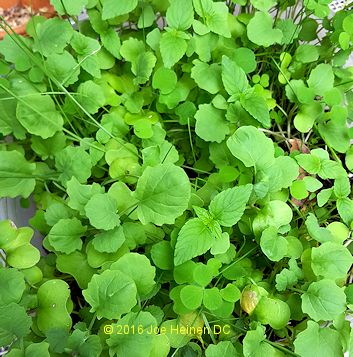 Russian Tortoise Seed mix at 15 days