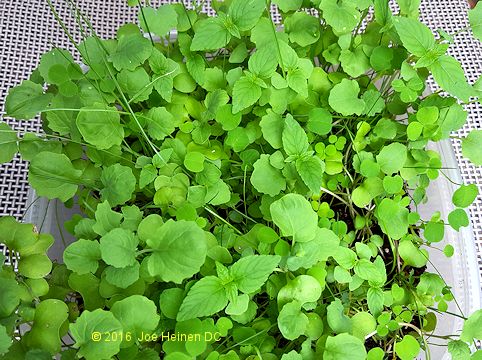 Russian Tortoise Seed mix at 25 days