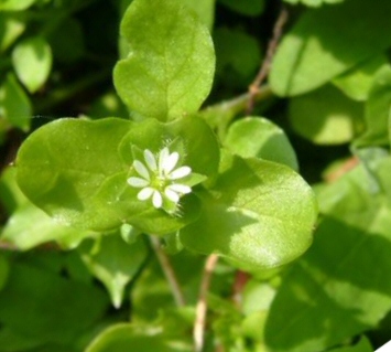 Chickweed Stellaria media (organic) 250 seeds FREE shipping