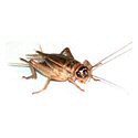 crickets 1000 count crickets 1000 count