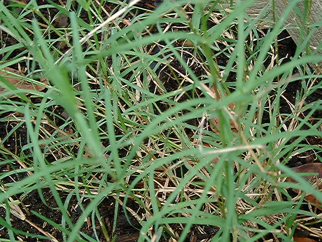 Bermuda Grass 5 pounds