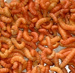 Butterworms 200 worms Butterworms 200 worms