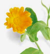 Calendula 1g free shipping