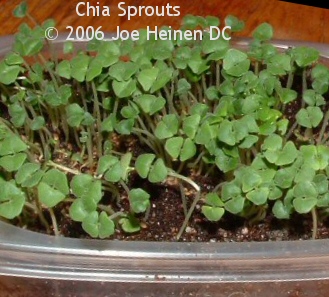 Chia Seeds 1/2 pound (organic) Free Shipping! USA only