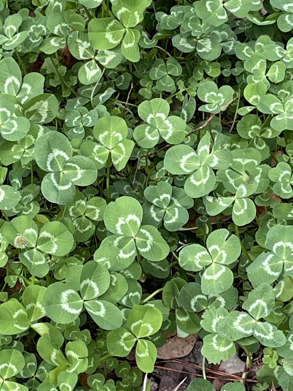 White Clover 4 ounces Free Shipping! - Click Image to Close