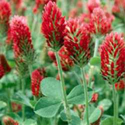 Crimson Clover seeds 4 ounces Free Shipping USA only