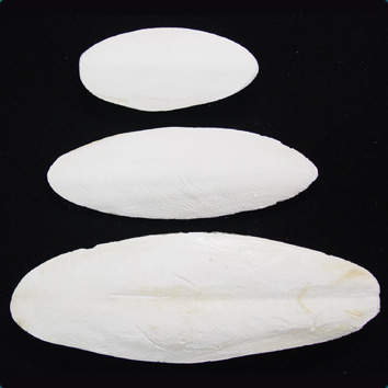 Cuttlebone 1/2lb Cuttlebone 1/2lb