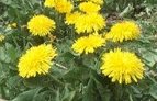 Dandelion (organic) Taraxacum officinale 250 seeds Free Shipping