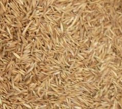 Grass only Seed Mix 1/2 lb Free Shipping! USA only