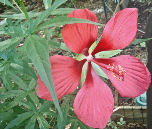 Star of Texas Hibiscus FREE shipping! - Click Image to Close