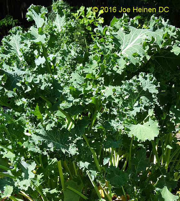 Siberian Kale