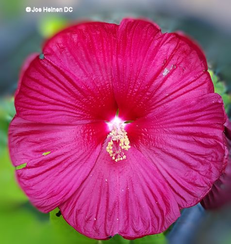 Luna Hibiscus seeds (cold hardy) Free Shipping! - Click Image to Close