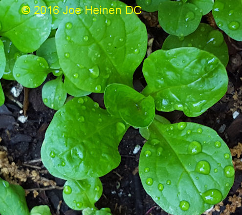Mache (lambs lettuce) 200 seeds FREE shipping! USA only