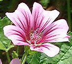 Malva Sylvestris "Zebrina" organic, 50 seeds Free Shipping!