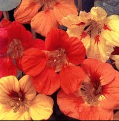 Nasturtium 25 seeds Free shipping to the USA only!