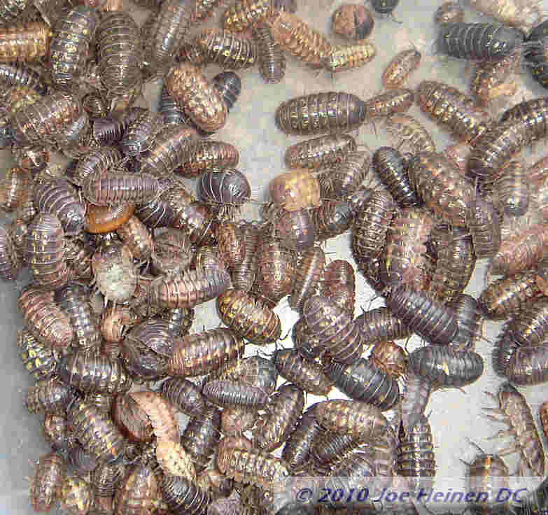 Pill bugs 25 count mixed sizes Free Shipping USA ONLY Pill bugs 25 count mixed sizes Free Shipping USA ONLY