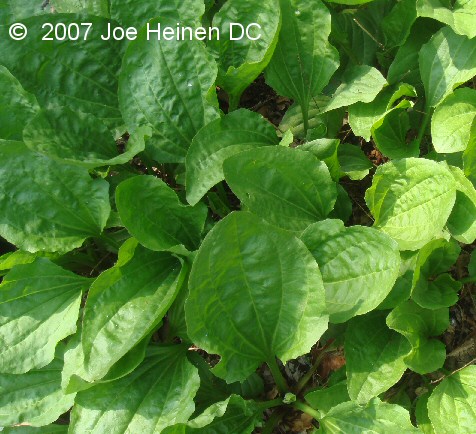 Plantain Plantago major (Giant Variety) 100 seeds Free Shipping!