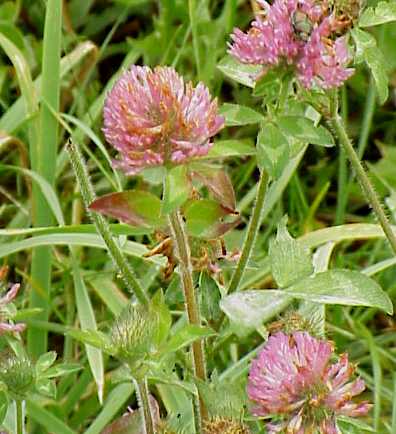 Red Clover seeds 4 ounces Organic Free Shipping! - Click Image to Close