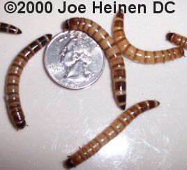 download buy superworms download buy superworms