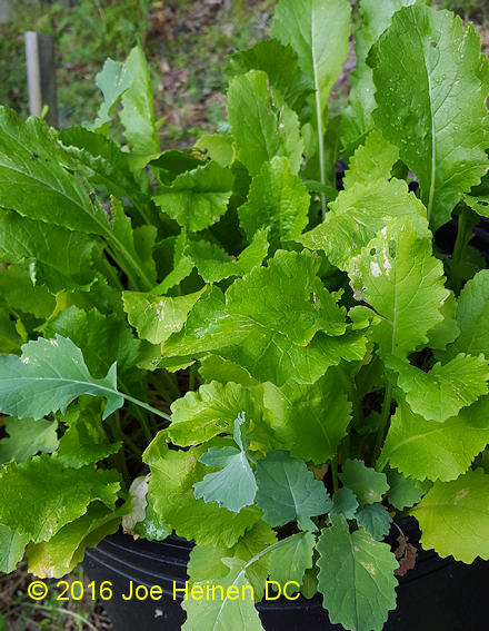 turnip seeds