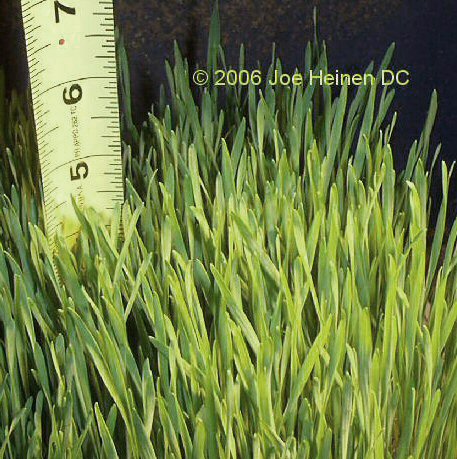 Wheat grass seeds 1 pound (organic) FREE Shipping!! - Click Image to Close