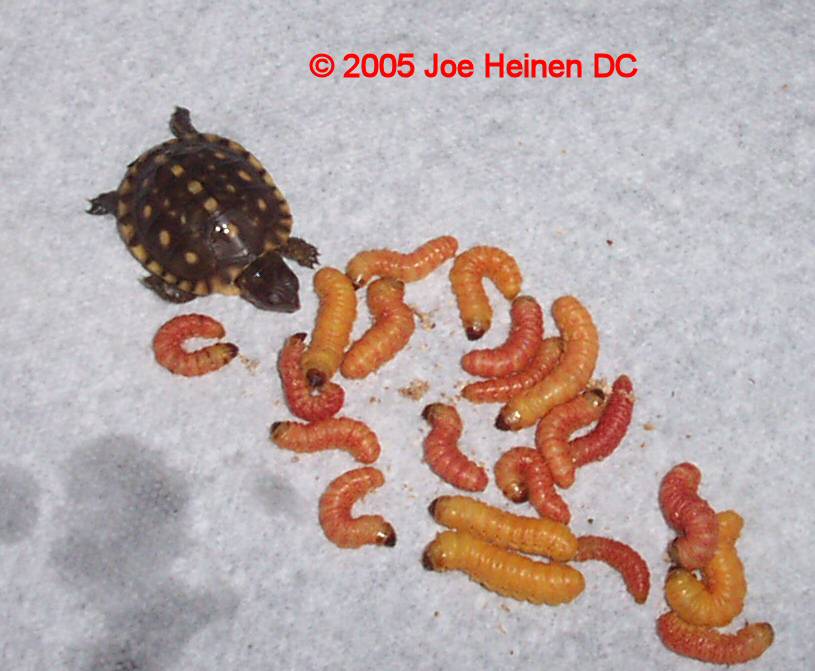 https://www.carolinapetsupply.com/images/butterworms.jpg